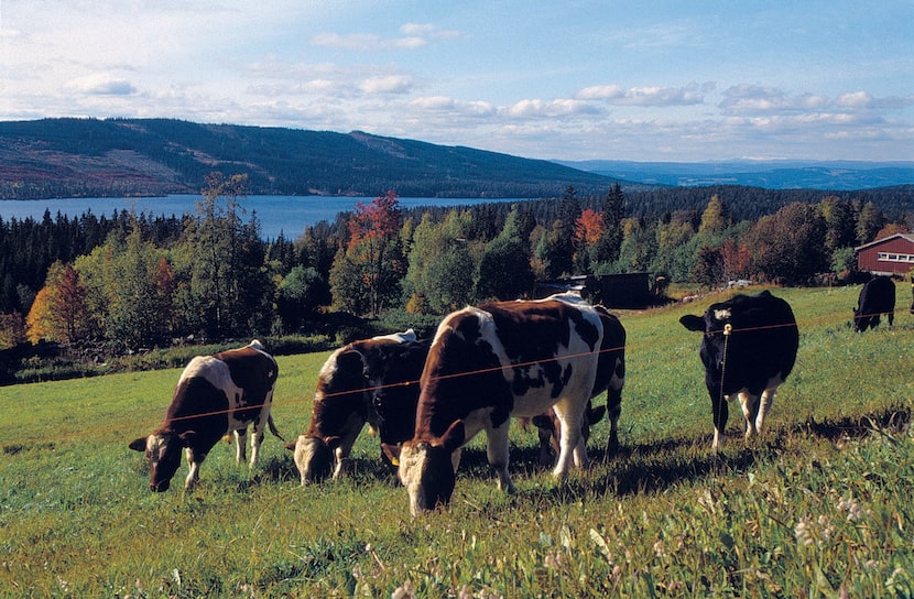 cows grazing