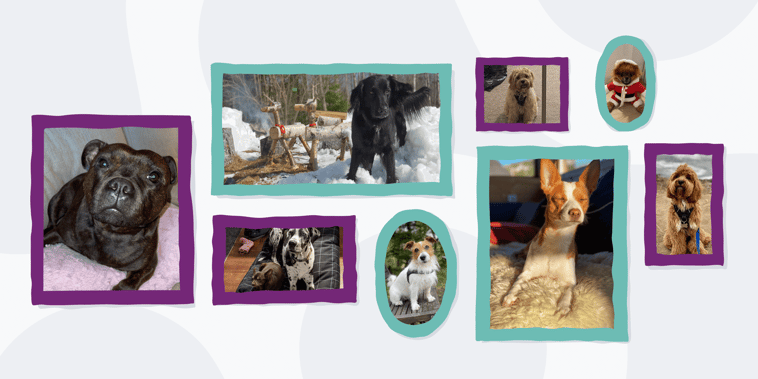 ardoq pets year in review 2021